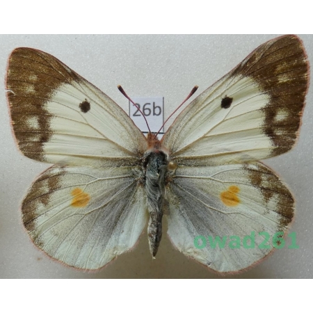 Colias chlorocoma tkatschukovi O. Bang-Haas, 1936 female Armenia26b